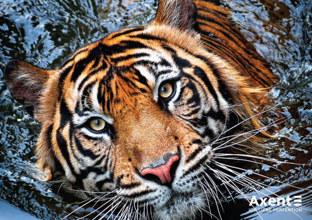 Календарь настенный квартальный на 2022 г. (3 пружини) Тигр Axent - фото 2