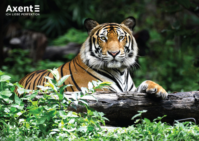 Календарь настенный квартальный на 2022 г. (1 пружина) Тигр Axent - фото 2