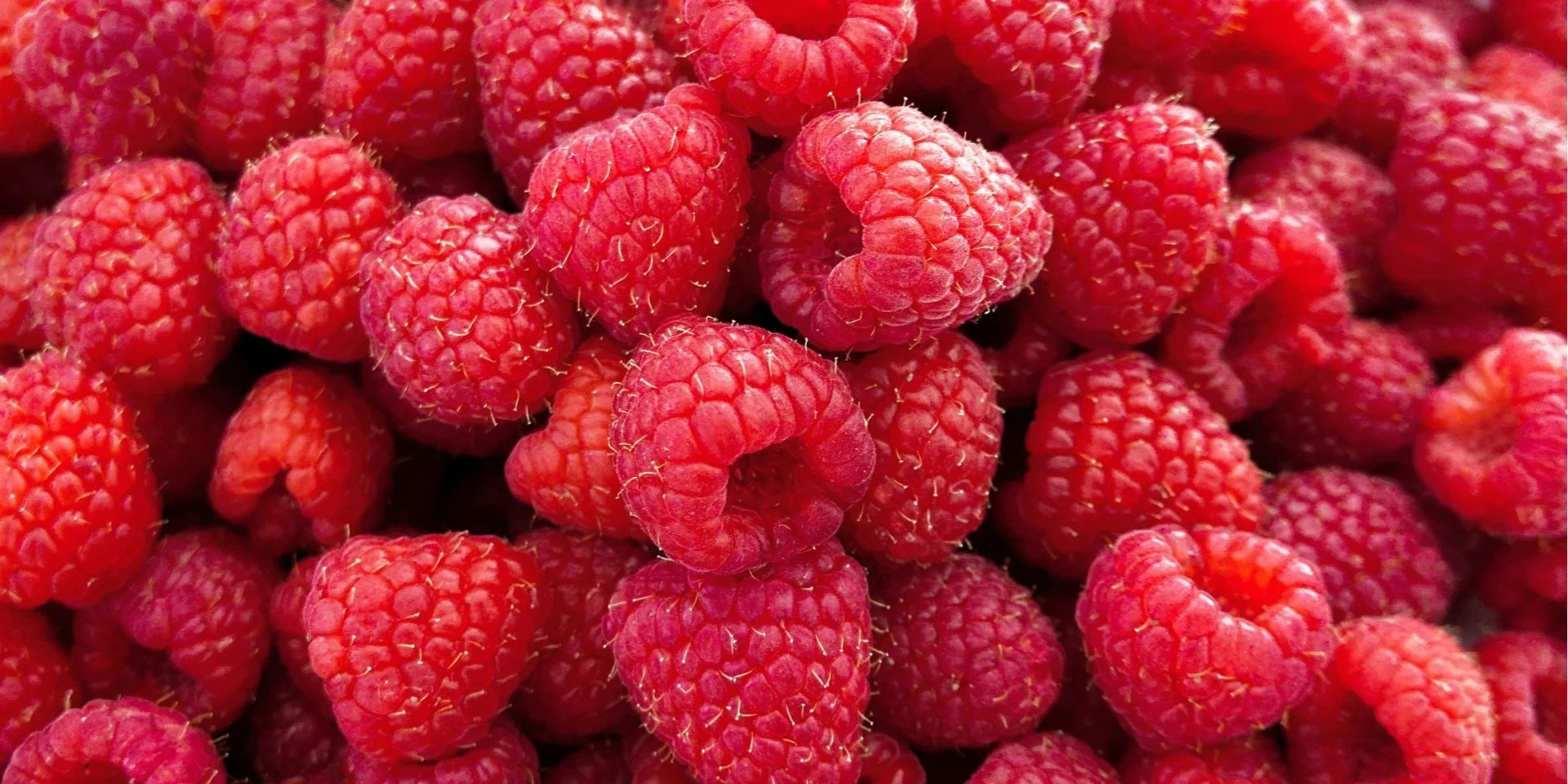 Малина Україна - фото 2