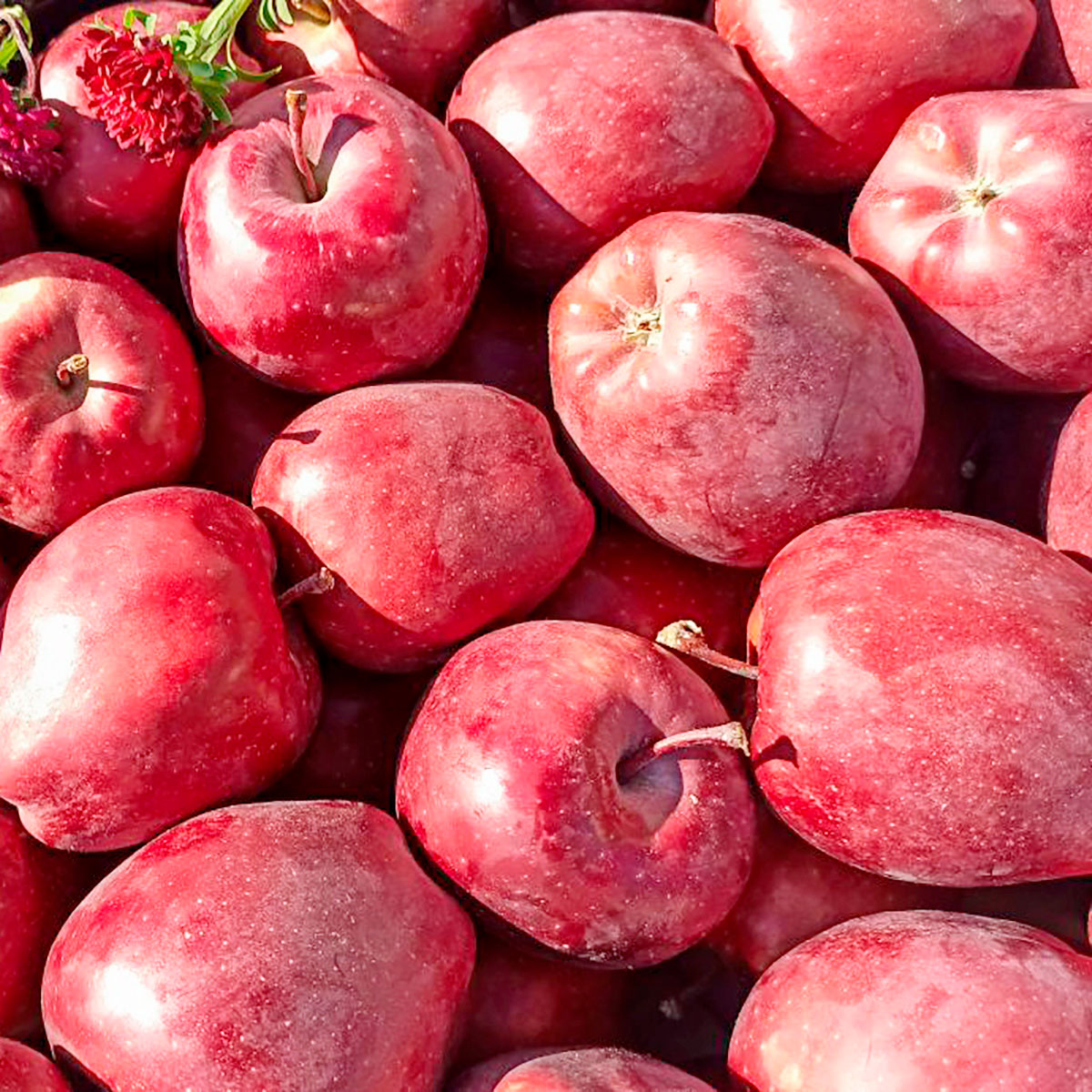 Яблуко Ред Чіф _ - фото 3