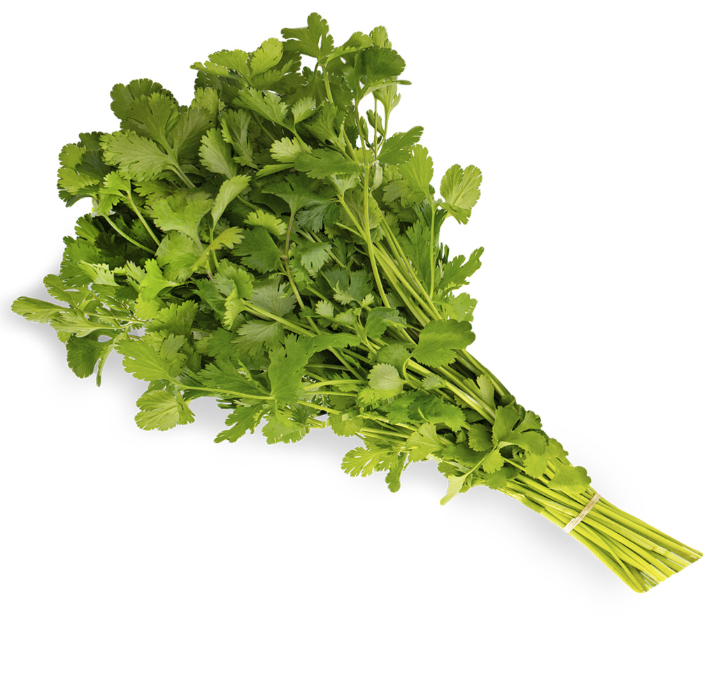 Кінза зелена Україна - фото 2