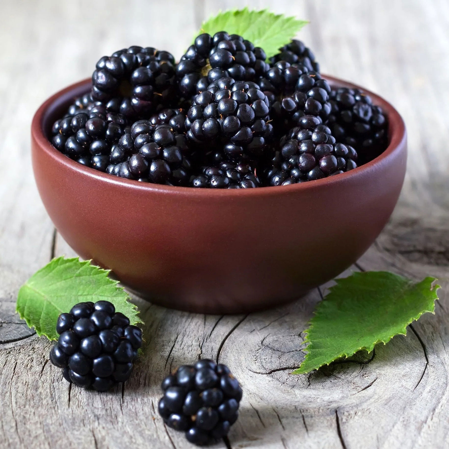 Ежевика Украина - фото 1