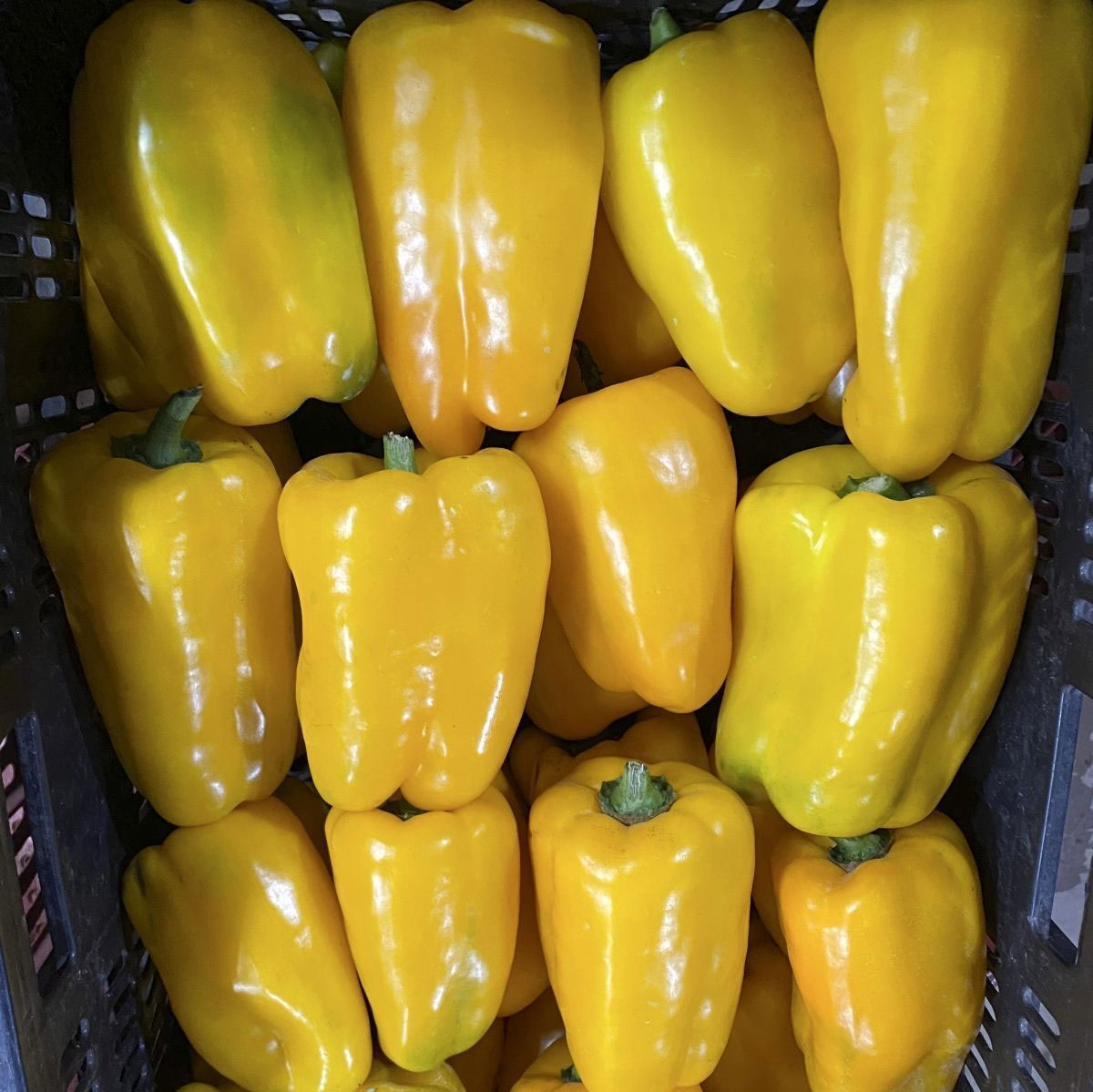 Перец желтый грунтовой Украина - фото 2