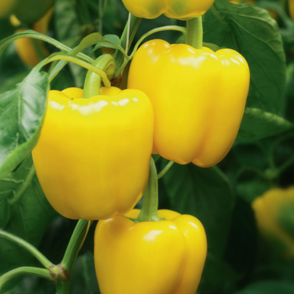 Перец желтый грунтовой Украина - фото 3