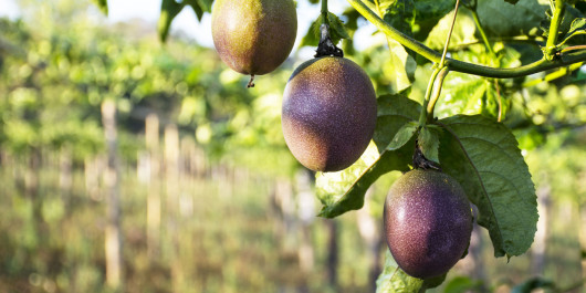 Пасіон фрут (маракуя) Колумбія - фото 4