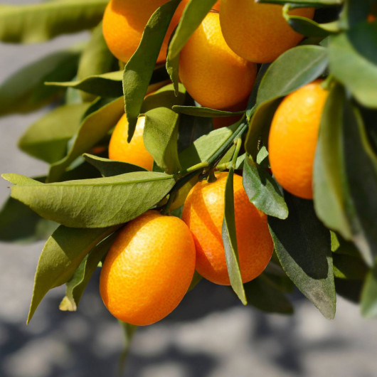 Кумкват ПАР - фото 3