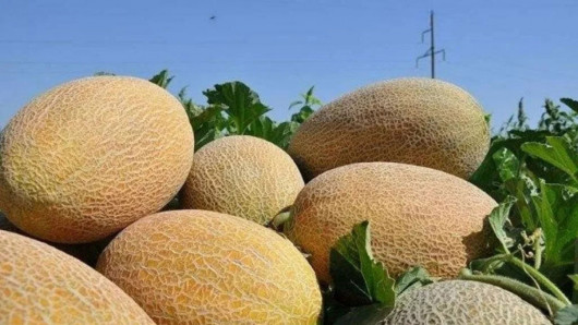 Дыня Узбекская Узбекистан - фото 1