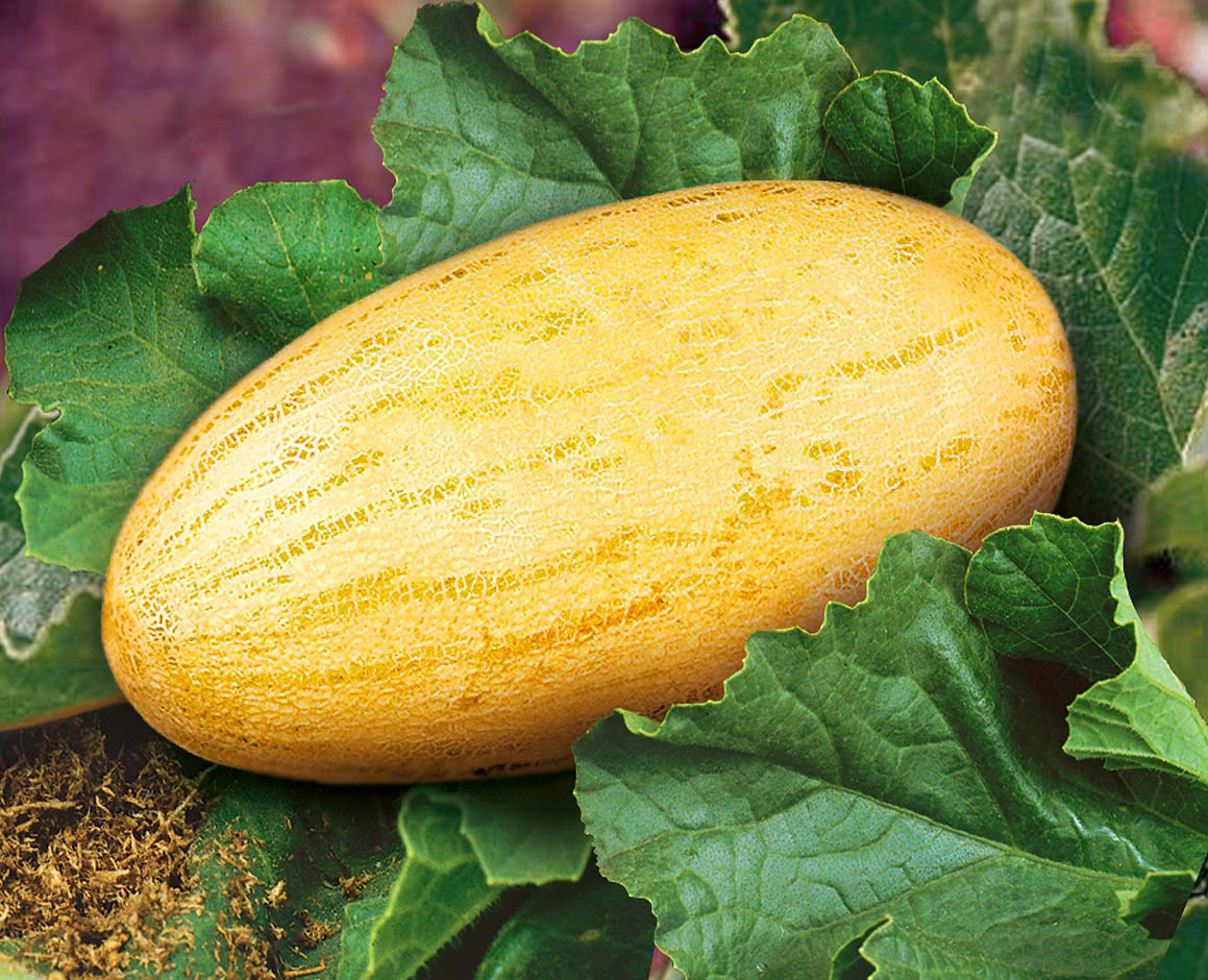 Дыня Узбекская Узбекистан - фото 3