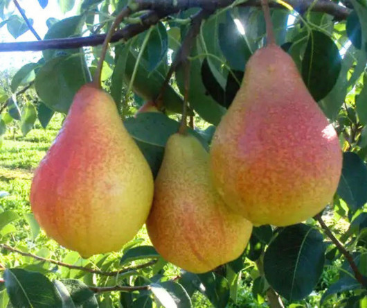 Груша Санта Марія Турція - фото 2