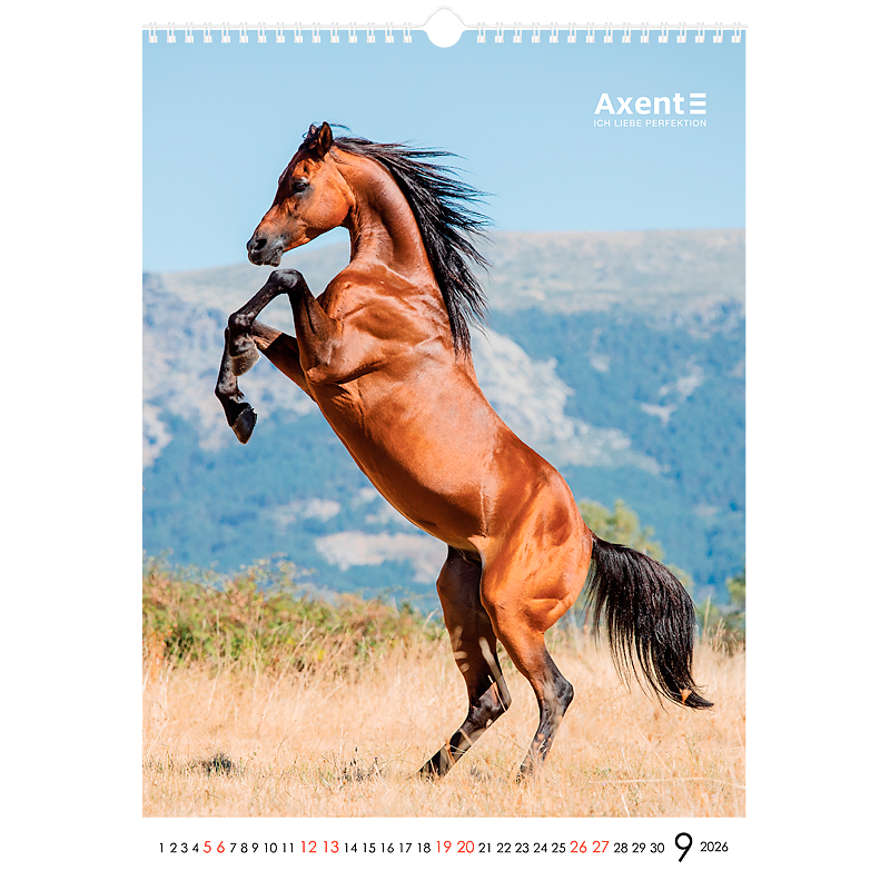 Календарь настенный 2026 г., формат А3 (297*420мм.), 13листов, Horses Axent - фото 13
