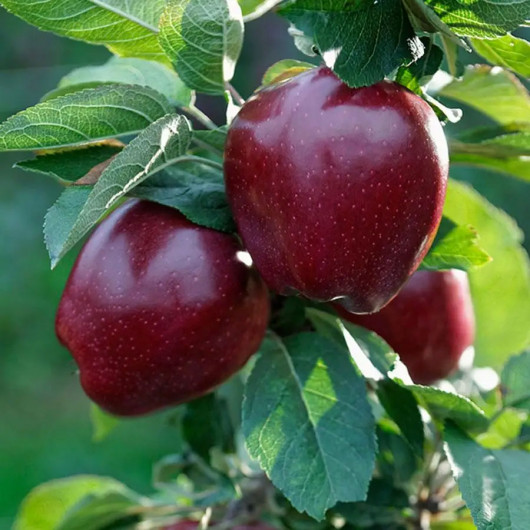 Яблоко Ред Чиф _ - фото 2